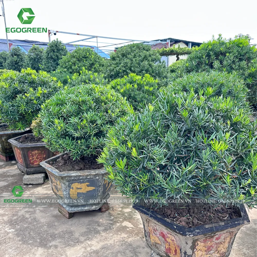 Từng gốc cây đều được "tuyển chọn" kỹ càng