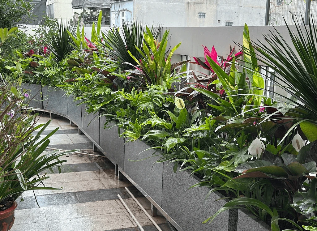 Chị Hạnh - Ngõ Huế