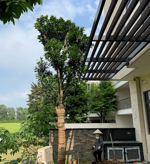 KĐT Ciputra Cô Uyên