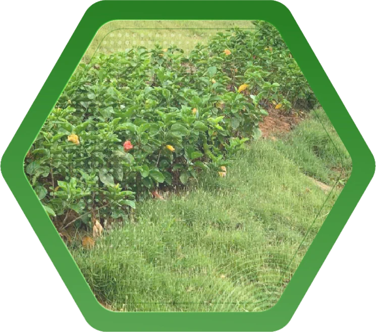 Cung cấp cây xanh