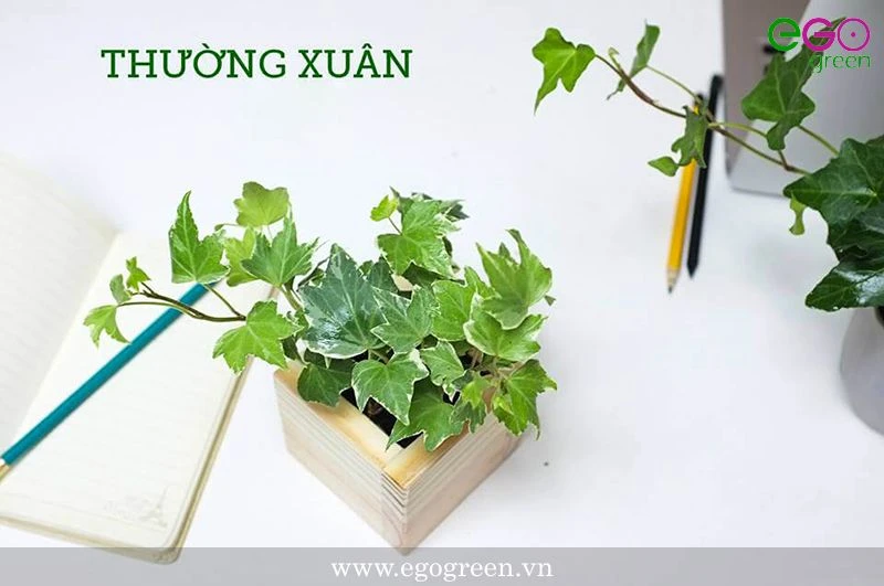 Các loại cây phong thủy tốt chống ung thư hiệu quả!