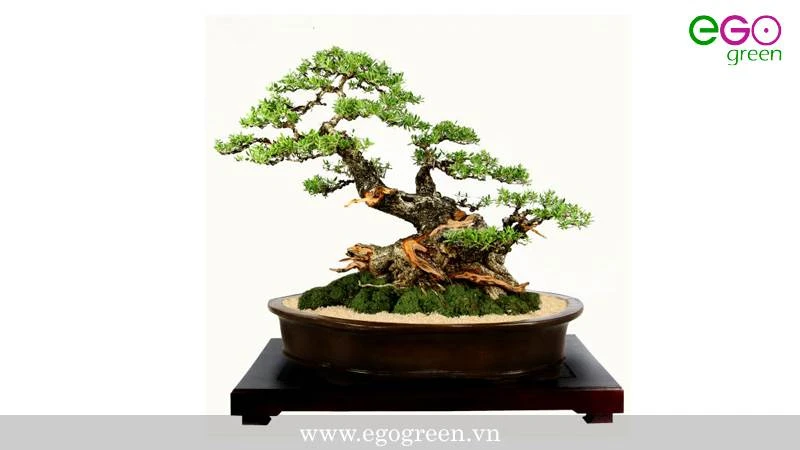 Mãn nhãn với 4 cách tạo dáng cây Bonsai độc đáo