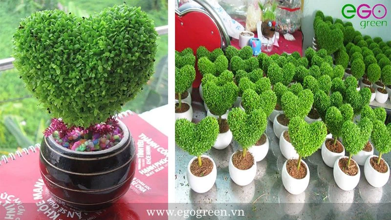 Cách trồng cây cảnh để bàn: Đừng bỏ lỡ 3 loại cây độc đáo này!