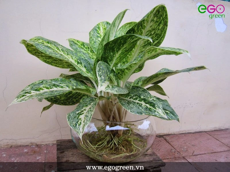 Hướng dẫn chi tiết cách trồng cây cảnh trong nước