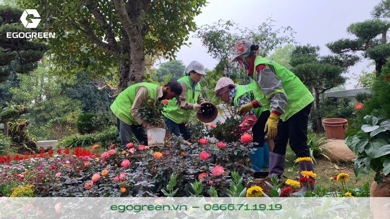 Top 8 loại cây phong thủy nên trồng trong sân vườn biệt thự để hút tài lộc