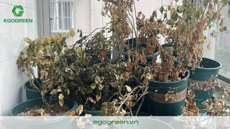 Mẹo phong thủy trong sân vườn để hút may mắn trong tháng 7 cô hồn