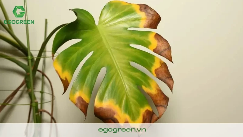 Khi cây vàng lá nên làm gì? Nguyên nhân và cách xử lý hiệu quả