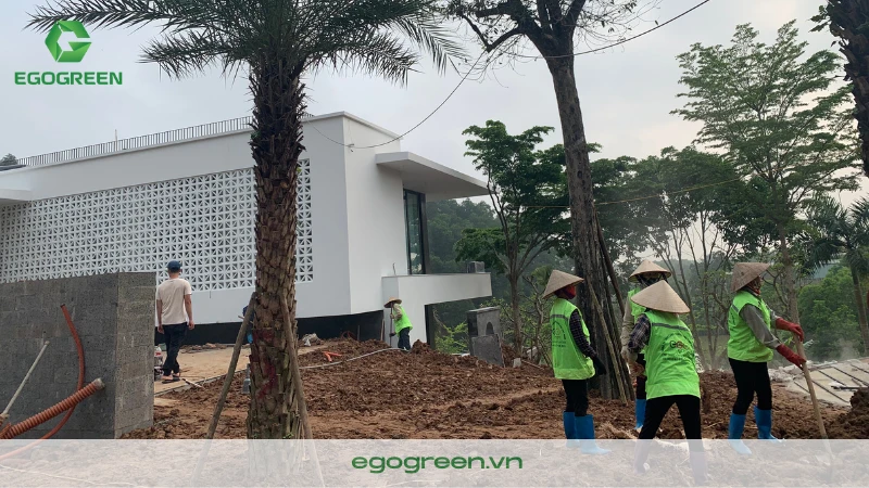 Làm gì để bảo vệ cây xanh trong vườn trước gió bão?