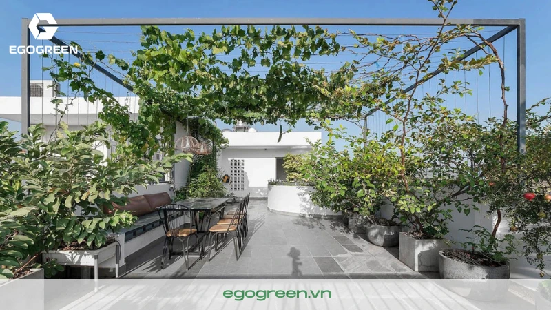 Bí kíp chọn cây xanh phù hợp cho sân thượng nhiều nắng ít người biết