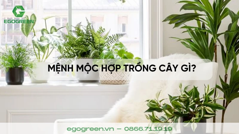 Mệnh Mộc hợp cây gì? Top 7 cây phong thủy mang lại tài lộc và may mắn