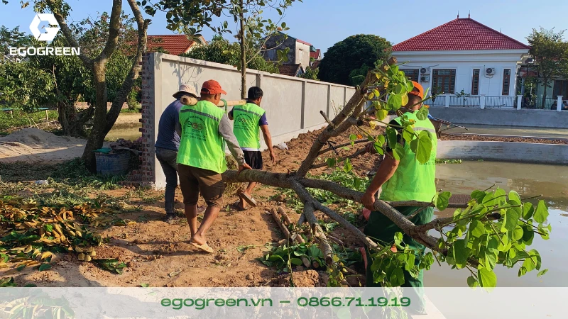 Mẹo phục hồi cây xanh sau khi bị gãy đổ do mưa bão