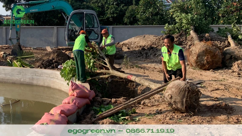 Hướng dẫn tỉa cành cây đúng cách để tránh gãy đổ trong mùa mưa bão