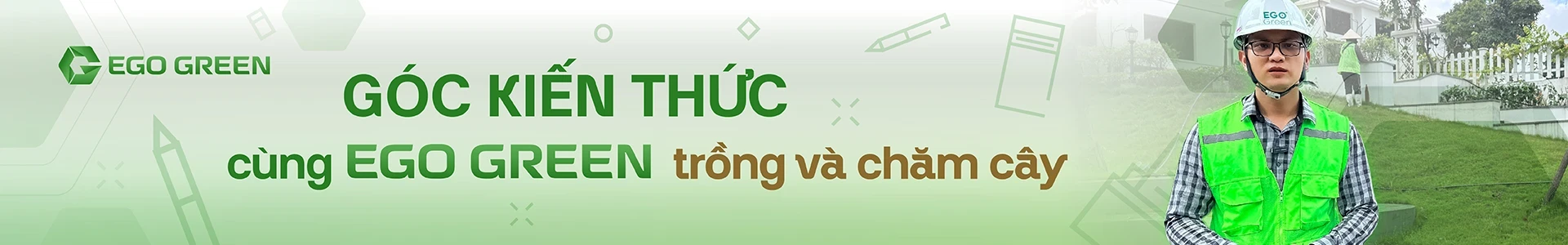 Cảnh quan xanh