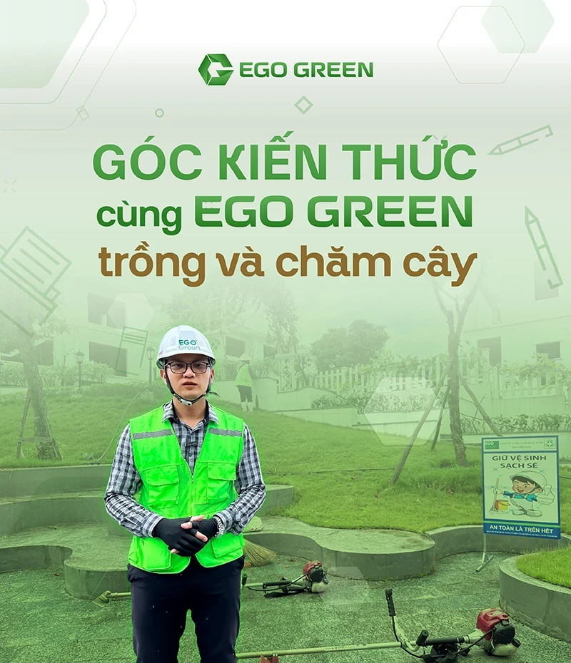 Cảnh quan xanh