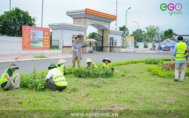 Thi công cảnh quan xanh khu tái định cư Trầm Cá, Nam Định