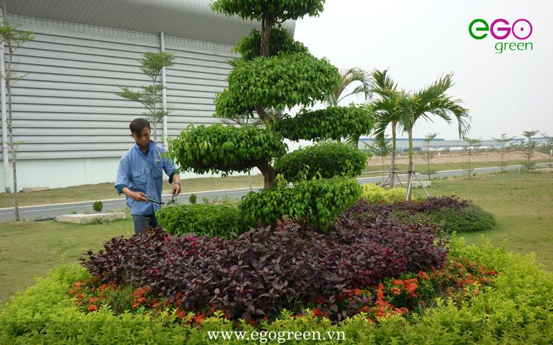 dịch vụ chăm sóc cây cảnh tại Hà Nội