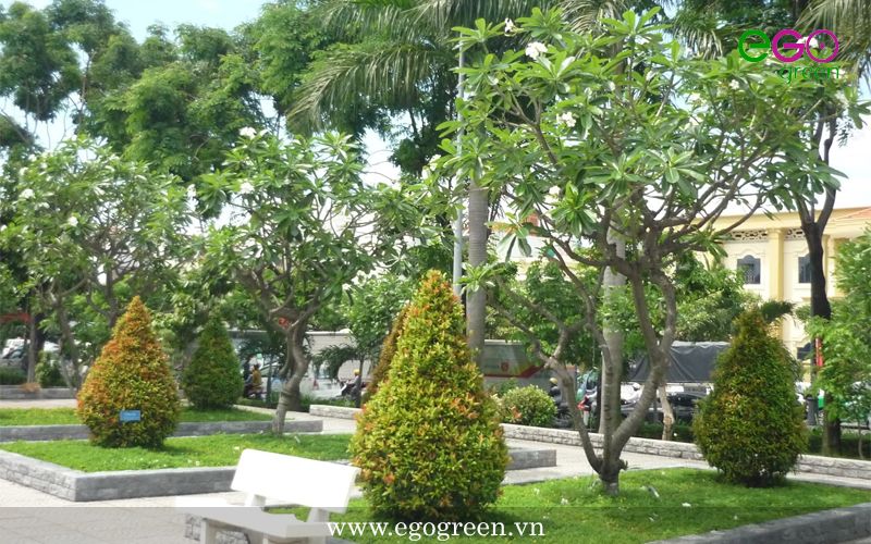 dịch vụ chăm sóc cây cảnh tại Hà Nội