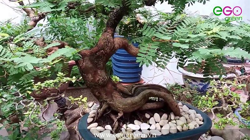 kĩ thuật uốn cây bonsai