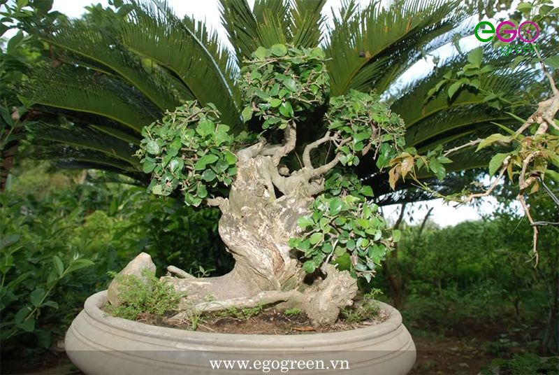 kĩ thuật uốn cây bonsai