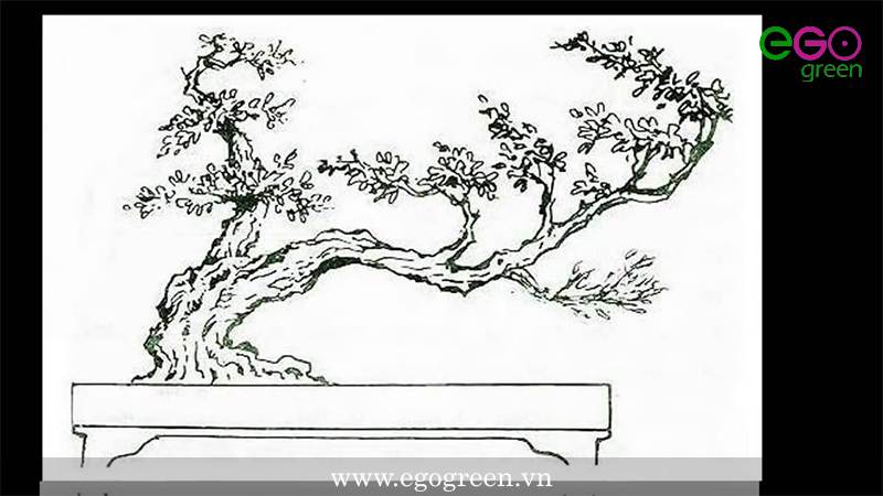 Cách tạo dáng cây bonsai
