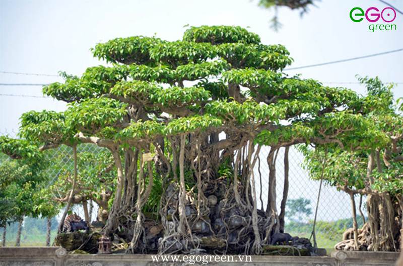 Cách tạo dáng cây bonsai